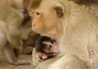 mere et bebe singe, symbole de la protection