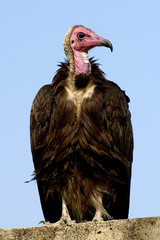 Vautour