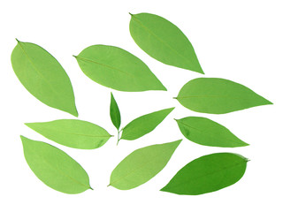 Naklejka premium feuilles séchées