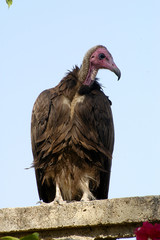 Vautour