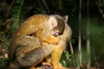 Young squirrel monkey enjoying the sunshine on it's mothers back