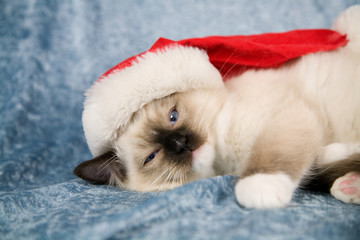 Cute little kitten with christmas hat lying down
