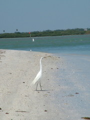 Bird on the Sand, Clearwater, Florida