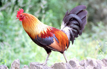 cockeral on the wall