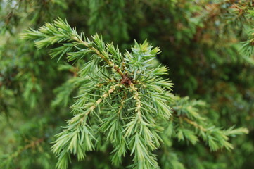 French plant, flower
