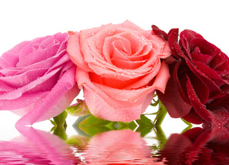the bouquet from three roses with water drops isolated