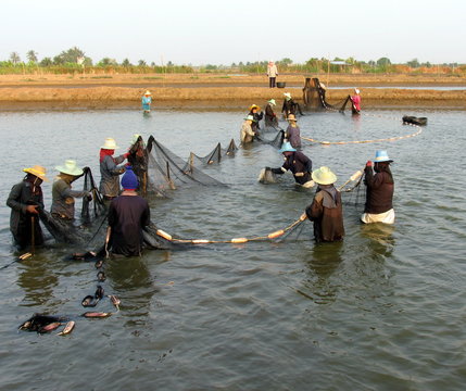 pesca dei gamberi in thailandia