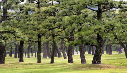 Naklejka premium Tall Trees In The Park