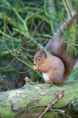 Red squirrel