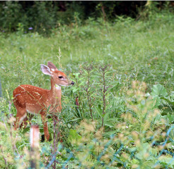 Baby fawn