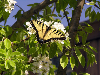 Butterfly & Pear tree