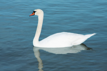 A photograph of a white young swan
