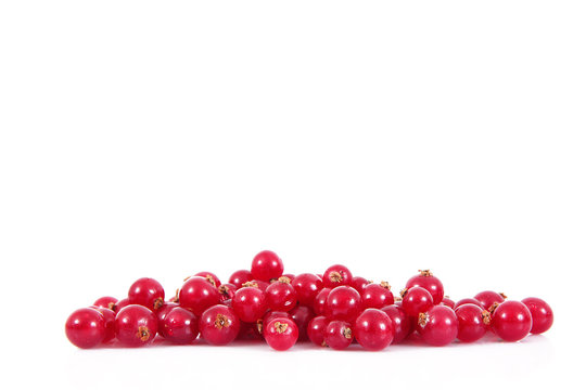 ribes