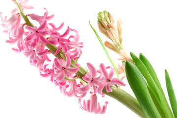 Pink hyacinth
