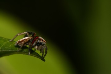 Petite araignée