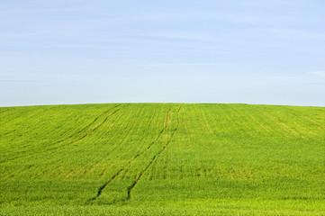Rural scene - green field harvest landscape in spring