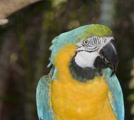 Blue and Yellow Macaw