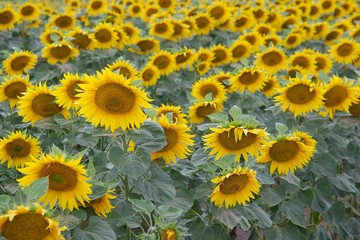 Fototapeta premium Endless field of sunflowers