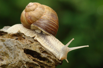 Escargot de bourgogne,Aude,Pyrénées
