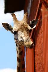 Girafe