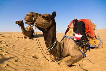 Zelfklevend Fotobehang Camel on safari - Thar desert, Rajasthan, India © ErickN