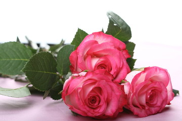 pink roses