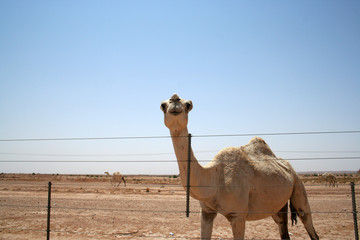 Camel behind fence