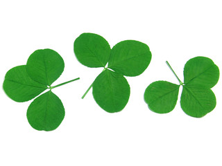 feuilles de trèfles séchées