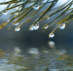 Close-up of water drops on pine needles