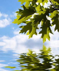 Green leaves reflecting in the water