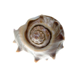 beautiful Seashell  isolated on white background