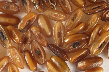 Seeds