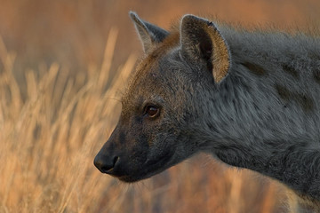 Spotted Hayena Portrait