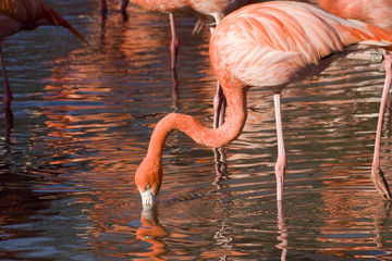 A flock of pink flamingos in water