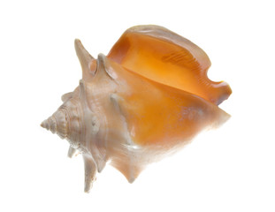 Seashell  isolated on white background