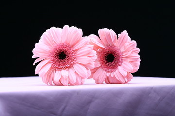 gerbera