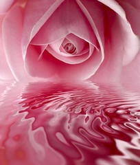 beautiful pink rose center close up shoot