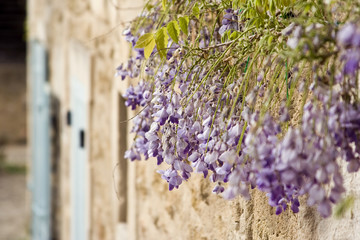 Maison provençale et glycines