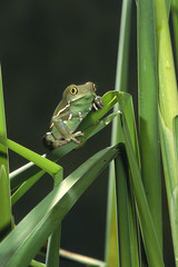 Painted monkey frog,native of Paraguay. Close up