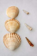 Deux fois trois coquillages