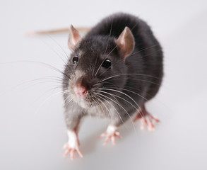 Fototapeta na wymiar funny rat close-up isolated on white background