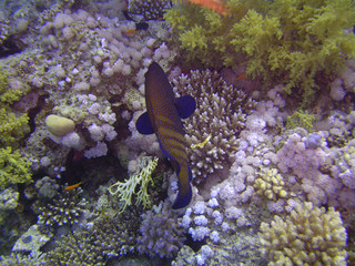 Merou tacheté sur lit de corail