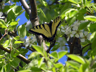 Butterfly & Pear tree-2