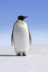 Papier Peint photo Pingouin Manchot empereur unique en Antarctique