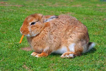 rabbit in green grass