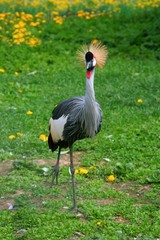 Golden Crowned Crane