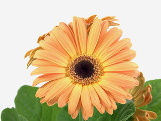 Gerbera arancione