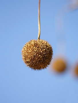 The seed of a plane-tree (maple)