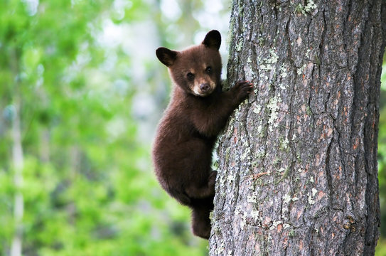 An American black bear cub clings to the side of the tree 