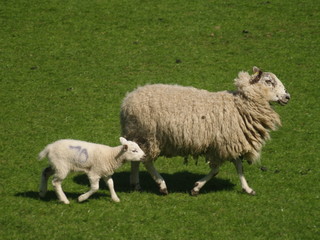 Sheep 55